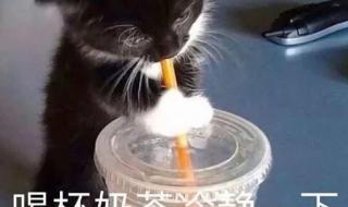 入秋第一杯奶茶图片