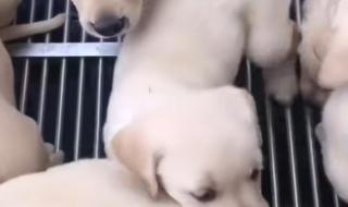 纯种拉布拉多犬价格