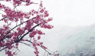 九寨沟连续三天下雪 九寨沟连续三天下雪