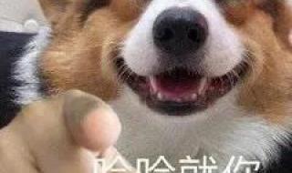 又凶又可爱的表情包