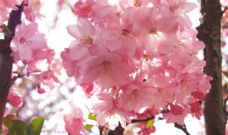 阴桃花是什么意思